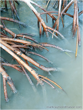 Fine art photograph showing mangrove roots reaching into milky smooth seawater