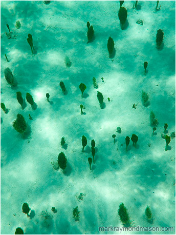 Abstract underwater photograph of a forest of tiny plants on a sandy white ocean floor