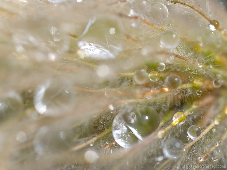 Water Droplets, Tiny Fibres: Near Monashee Park, BC, Canada (2010-09-04) - Fine art macro photo of an explosion of water drops clinging to microscopic plant fibres