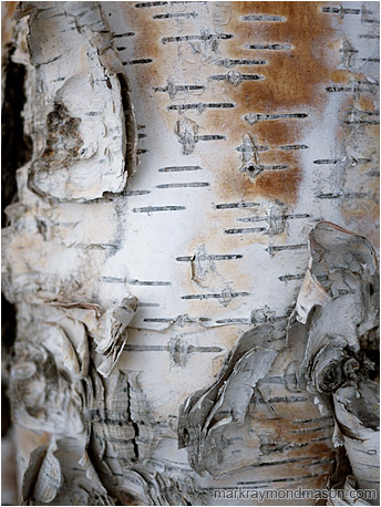 Fine art photograph of curled, stained birch bark in white light, set against threatening black shadows