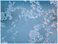 Ice Crystals, Lamplight: North of Watson Lake, YT