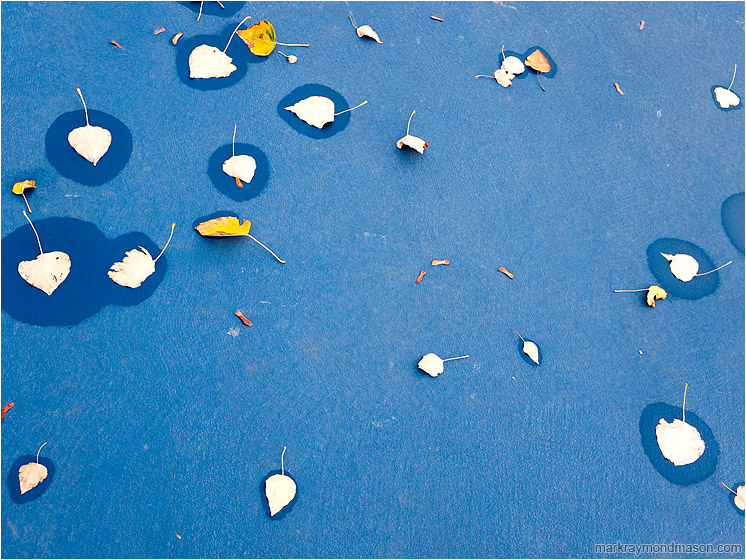 Scattered Leaves, Seeping Water: Kamloops, BC, Canada (2010-11-13) - Fine art photograph showing leaves and water stains scattered on a deep blue tennis court