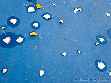 Fine art photograph showing leaves and water stains scattered on a deep blue tennis court