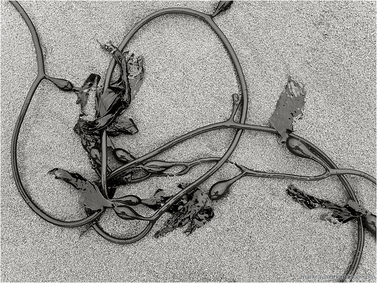 Looped Kelp (B&W): Near Tofino, BC, Canada (2011-03-30) - Black and white abstract photograph of a string of kelp on a beach, looping gracefully in and out of the frame