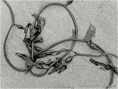 Black and white abstract photograph of a string of kelp on a beach, looping gracefully in and out of the frame
