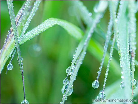 Fine art macro photo showing beads of dew weighting down blades of grass in the early morning light