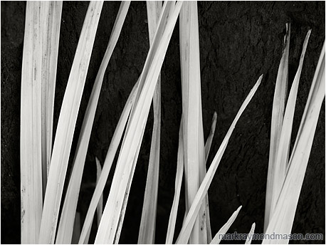 Abstract  black and white photograph of fresh leaves against burnt yucca bark