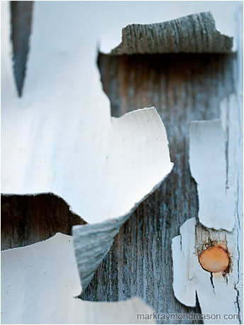 Abstract photo of a small red nail amid large curls of thick white paint and a dry, grey board