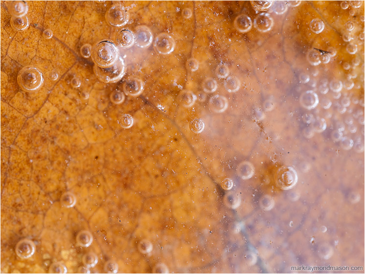 Tiny Bubbles, Sunken Leaf: Near Manning Park, BC, Canada (2012-10-07) - Fine art macro photograph of small bubbles suspended over a fallen leaf in a skim of creek water