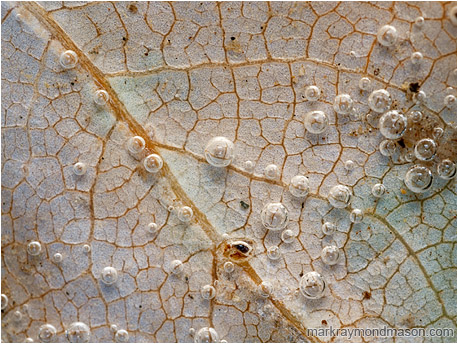 Abstract macro photograph showing bubbles clinging to the surface of a submerged leaf like tiny lenses