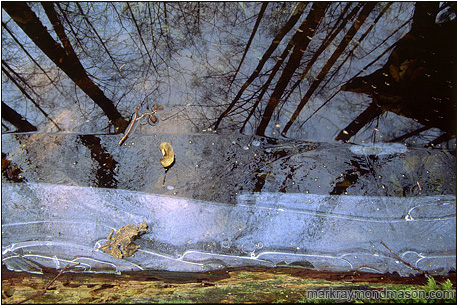 Abstract photograph of ice, leaves, and reflections in a pool of water