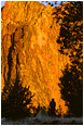 View This Photograph Terri, Tent, Orange Rock Sunrise: Smith Rocks, OR