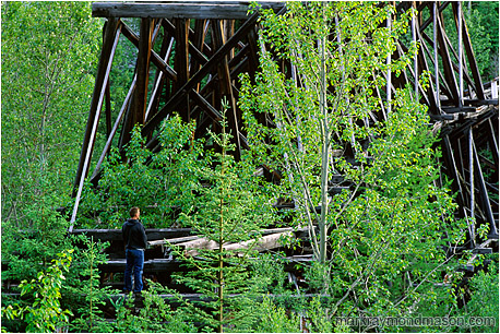 Lifestyle photograph of a man standing on the crossbeams of an aging wooden train bridge amidst aspens and fir trees