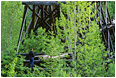 View This Photograph Shilo on an Aging Train Bridge: Near Kelowna, BC