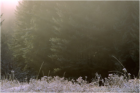 Fine art photograph showing frosty grass and mist and a forest background