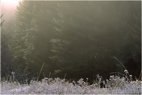 Fine art photograph showing frosty grass and mist and a forest background