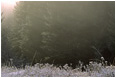 View This Photograph Frozen Grass Field, Forest: Near Princeton, BC