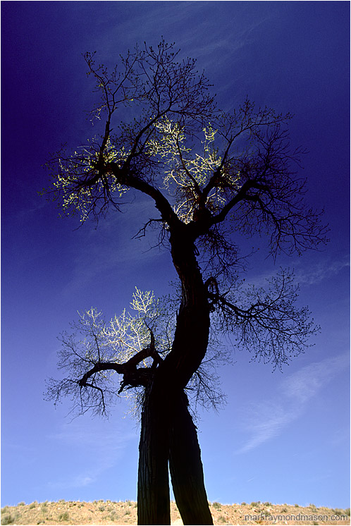Dancing Tree, Highlights: Little Wildhorse Canyon, UT, USA (2003-00-00) - Abstract nature photograph of a twisted tree trunk and highlighted leaves against a dark blue sky