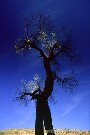 Abstract nature photograph of a twisted tree trunk and highlighted leaves against a dark blue sky