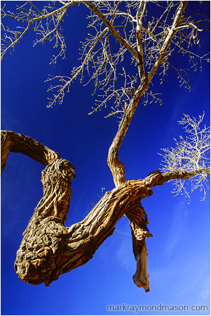 Abstract photograph of a twisted desert tree and brilliant leaves against a cobalt blue sky