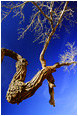Crooked Tree: Little Wildhorse Canyon, UT