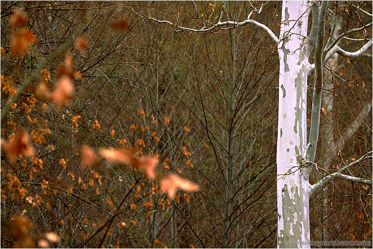 White Tree, Red Leaves: Near Flagstaff, AZ, USA (2003-00-00) - Fine art photograph showing a white tree trunk set against brambles and blurry red leaves