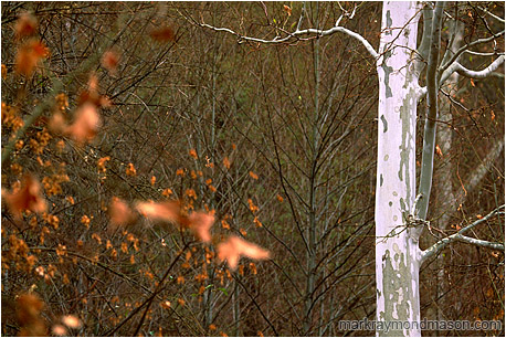 Fine art photograph showing a white tree trunk set against brambles and blurry red leaves