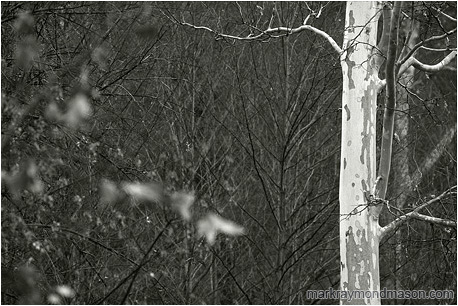 Fine art black and white photograph of a pale white tree and blurry, dark, intimidating brambles