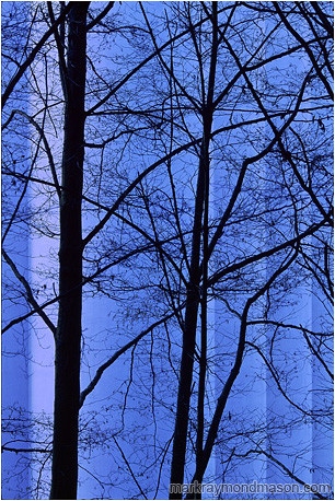 Abstract photograph showing tree branches silhouetted against blue concrete grain silos