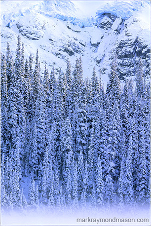 Fine art photograph of mist gathering below a forest and a fractured glacier