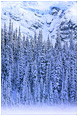 Mist, Trees, Glacier: Joffre Lakes, BC