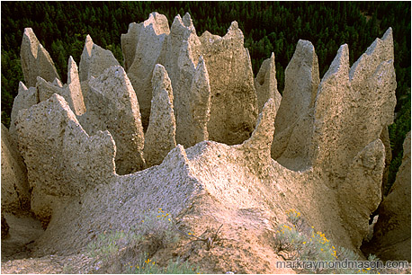 Abstract nature photograph of hoodoos and sagebrush against a backdrop of green trees