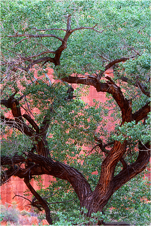 Mighty Tree, Red Cliffs: Escalante Region, UT, USA (2007-00-00) - Fine art photograph of a massive, twisted tree at the bottom of a bright red sandstone canyon