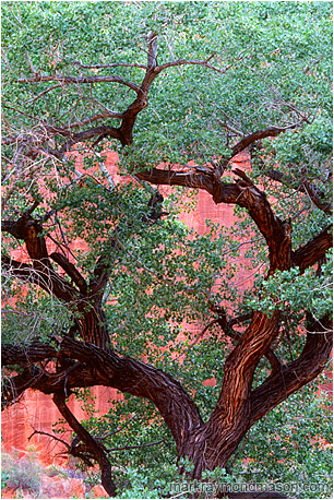 Fine art photograph of a massive, twisted tree at the bottom of a bright red sandstone canyon