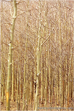 Fine art photograph of a warmly lit forest of aspens with light snow on their tangled branches