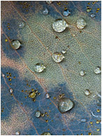 Leaf Skin, Water Beads: La Conner, WA, USA (2012) - Fine art macro photo of perfect round water beads, some tinted yellow, on the faded surface of a veiny leaf