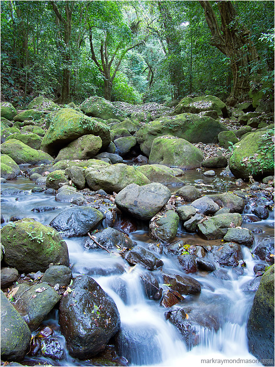 Rocky River, Jungle: Near Atenas, Costa Rica (2013-01-01) - Fine art nature photograph of mossy river rocks and fallen debris surrounded by a dense, leafy jungle