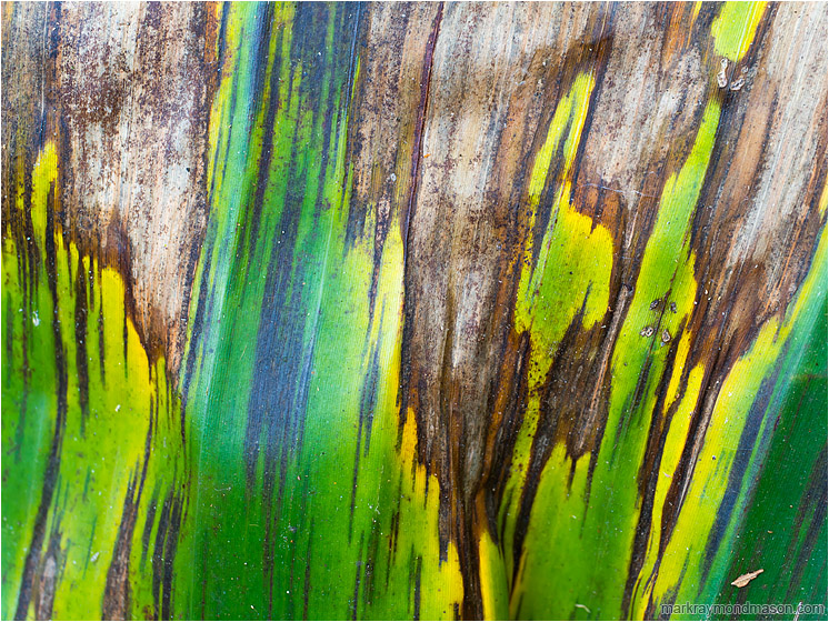 Blighted Palm Leaf: Near Atenas, Costa Rica (2013-01-04) - Abstract photograph showing streaks, colours and texture in a dying blighted palm leaf