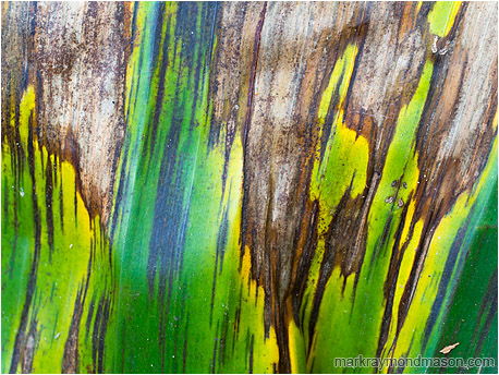 Abstract photograph showing streaks, colours and texture in a dying blighted palm leaf