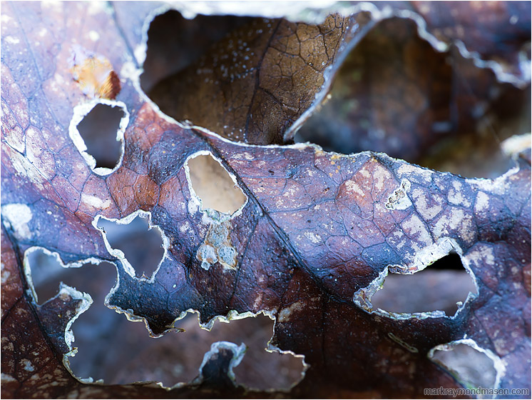 Leathery Leaf: Near Montezuma, Costa Rica (2013) - Fine art abstract photograph of a dead curled leaf, chewed into lattice by carpenter ants