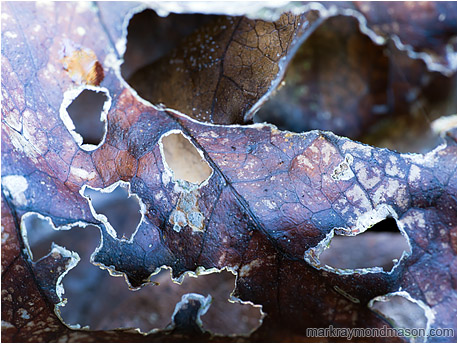Fine art abstract photograph of a dead curled leaf, chewed into lattice by carpenter ants