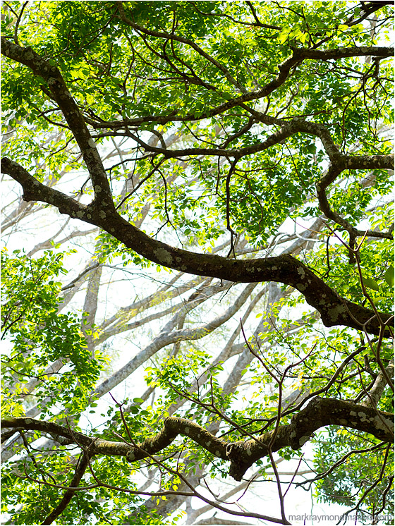 Bright Leaves, Layered Branches: Atenas, Costa Rica (2013-01-22) - Fine art photograph of layers of tree branches, highlighted by sunlight and framed by bright leaves