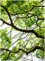 Bright Leaves, Layered Branches: Atenas, Costa Rica (2013) - Fine art photograph of layers of tree branches, highlighted by sunlight and framed by bright leaves