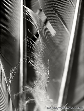 Fine art black and white photo of fine details and texture in a feather found near a dead bird in the desert