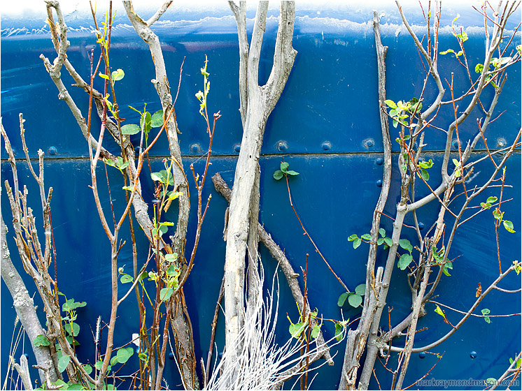 Painted Steel, Weeds: Near Kamloops, BC, Canada (2013-05-18) - Fine art photo of weeds growing up beside an abandoned piece of blue painted metal