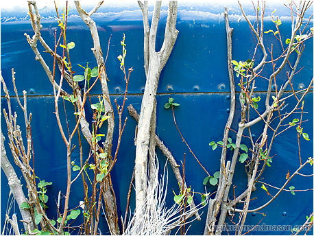 Fine art photo of weeds growing up beside an abandoned piece of blue painted metal