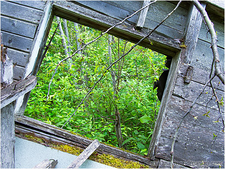 Fine art photograph of a view through a dilapidated, tilted cabin wall to a lush, leafy forest