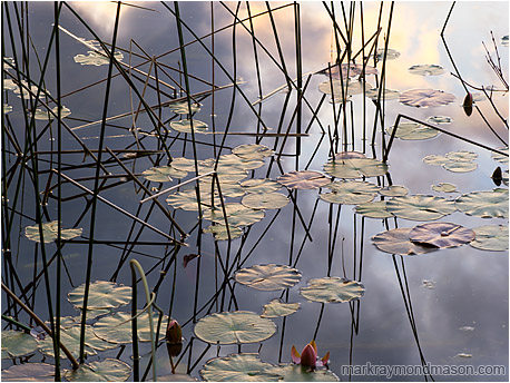 Fine art photograph of lily pads, reeds, and calm water reflecting a warmly coloured mountain sunset