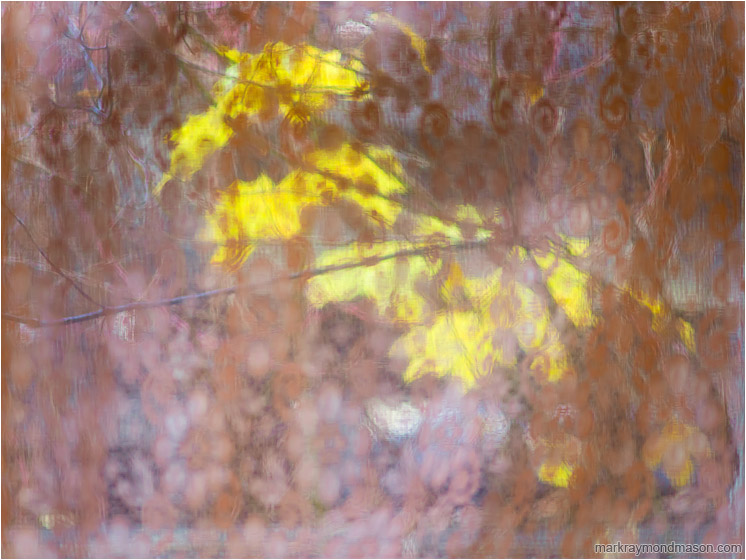 Lace Curtain, Autumn: Salmon Arm, BC, Canada (2013-11-10) - Fine art abstract photograph showing a blurry mass of branches and  bright leaves behind a patterned lace curtain
