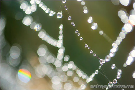 Abstract photograph showing perfect beads of morning dew clinging to a spider web